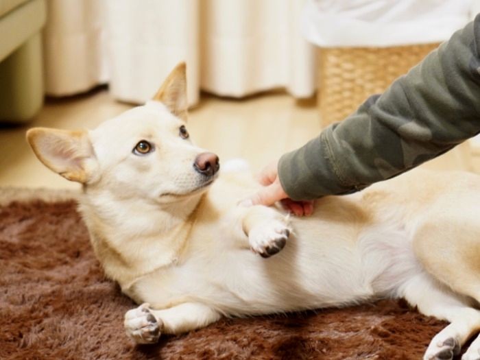 井上さんをじーっ「散歩いかない？」