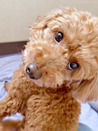 「止めないで？」 振り返ってアピールするカイちゃん（画像提供：カイ（あしながトイプー）さん）