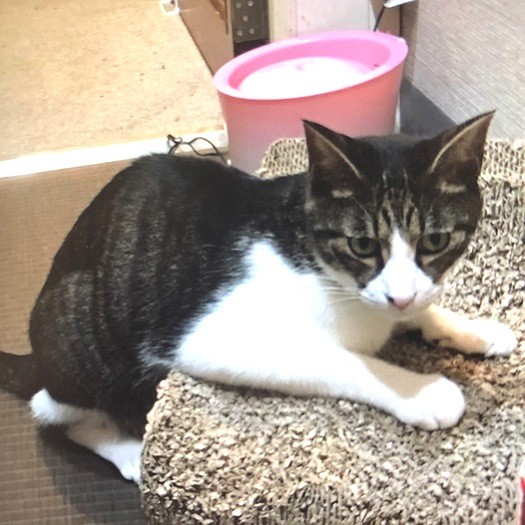 愛くるしい子猫時代の天ちゃん