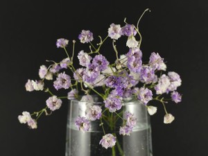 「普通のいい人」に憧れ、別人に。それでも、大入道の昔を恋しく思う