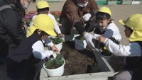 園児がパンジーの鉢植えに挑戦