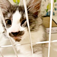 生後2カ月、おうちにやって来たスイちゃん（画像提供：ソアラとスイさん）