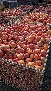 これらはすべて園の基準に満たず無銘で出荷されるリンゴたち（北沢毅さん提供）