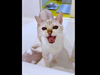 「ニャー」 湯船に浸かる飼い主さんに鳴いてアピールするレオくん（画像提供：久米夏生さん）