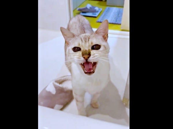 「ニャー」 湯船に浸かる飼い主さんに鳴いてアピールするレオくん（画像提供：久米夏生さん）