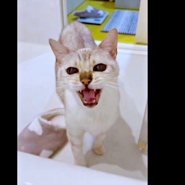 「ニャー」 湯船に浸かる飼い主さんに鳴いてアピールするレオくん（画像提供：久米夏生さん）