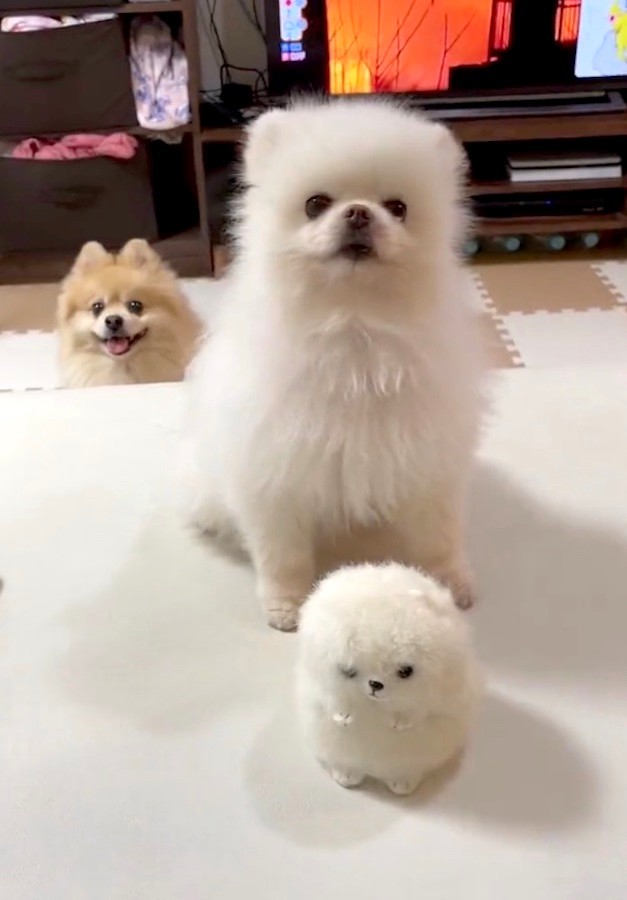 待ってました！「全然怖くない番犬」が写るAmazon配達員の「置き