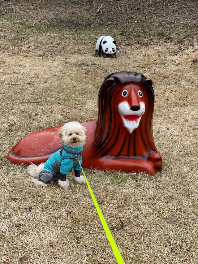 ライオンの遊具と共に（画像提供：ぺんたさん)