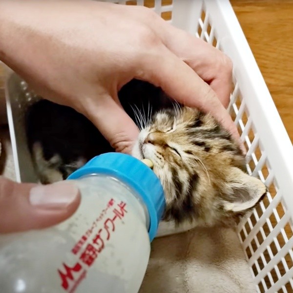 ミルクを飲むちびすけくん（画像提供：あるくきくらげさん）