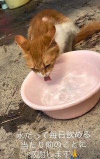 お水を飲む翔ちゃん（凛さん提供、Instagramよりキャプチャ撮影）