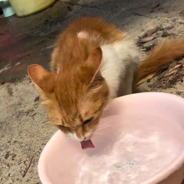 お水を飲む翔ちゃん（凛さん提供、Instagramよりキャプチャ撮影）