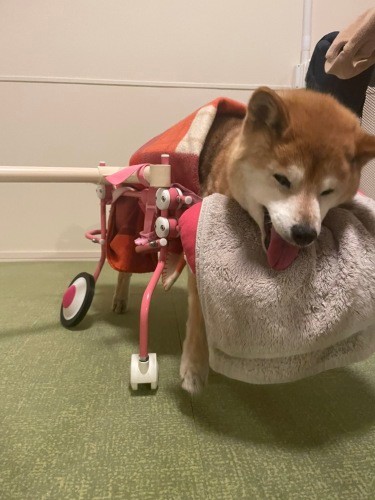 夜は激しくぐる活