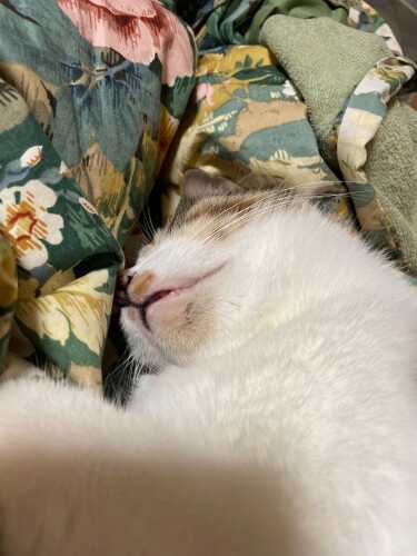 妻のふとんで熟睡するジャッキー