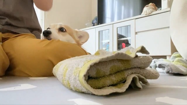 目だけきょろきょろ動かしているのも可愛らしい（画像提供：ばなななさん）