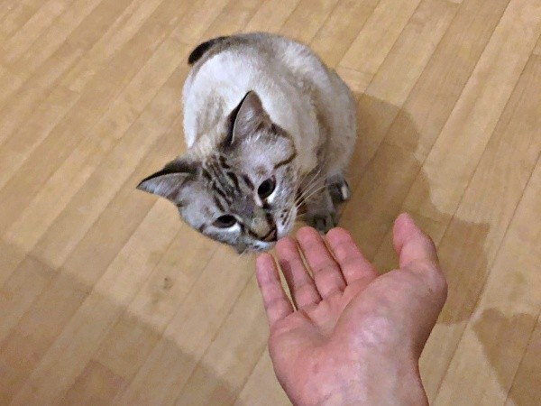 飼い主さんの手をくんくんするふぅさん（画像提供：北田千尋さん）
