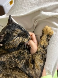 飼い主も驚く“飼いやすすぎるサビ猫”に共感の声多数（飼い主さん提供）