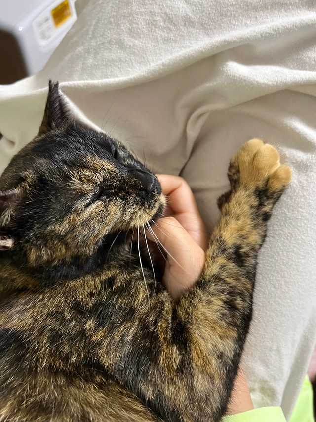 飼い主も驚く“飼いやすすぎるサビ猫”に共感の声多数（飼い主さん提供）