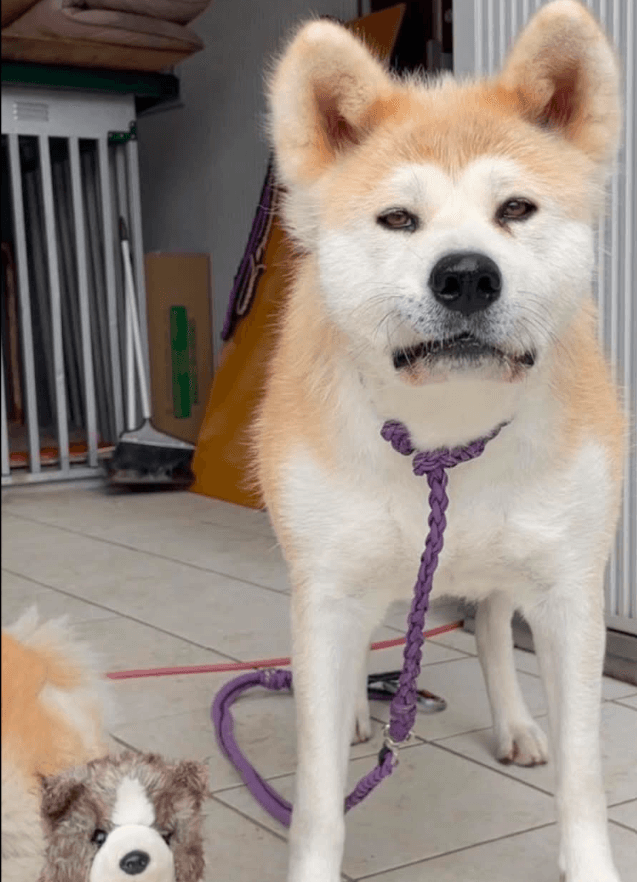 柄本明さんにソックリ！？秋田犬の星ちゃん　吹雪JP星JP星蘭