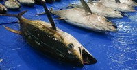 縄文人もマグロが大好きだった？