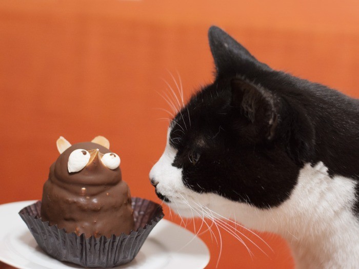 近所のケーキ屋で買った「タヌキ」。「僕、ぽんたよろしく」（小林写函撮影）