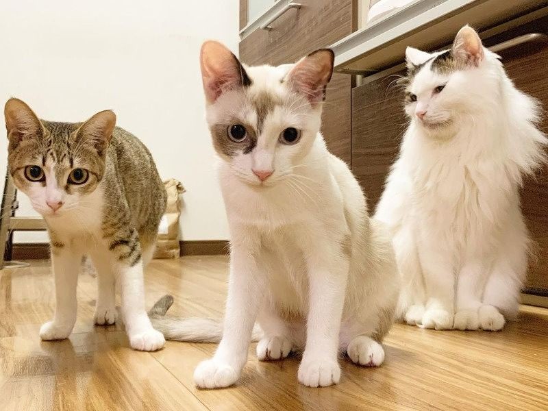 左から、さあちゃん・しいちゃん姉妹とシニアのらんくん（フクハラさん提供）