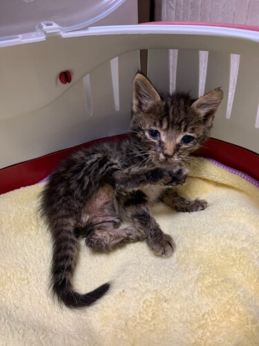 生きたい 助けたい 2つのあきらめない心が瀕死の子猫に起こした奇跡 犬 猫との幸せな暮らしのためのペット情報サイト Sippo