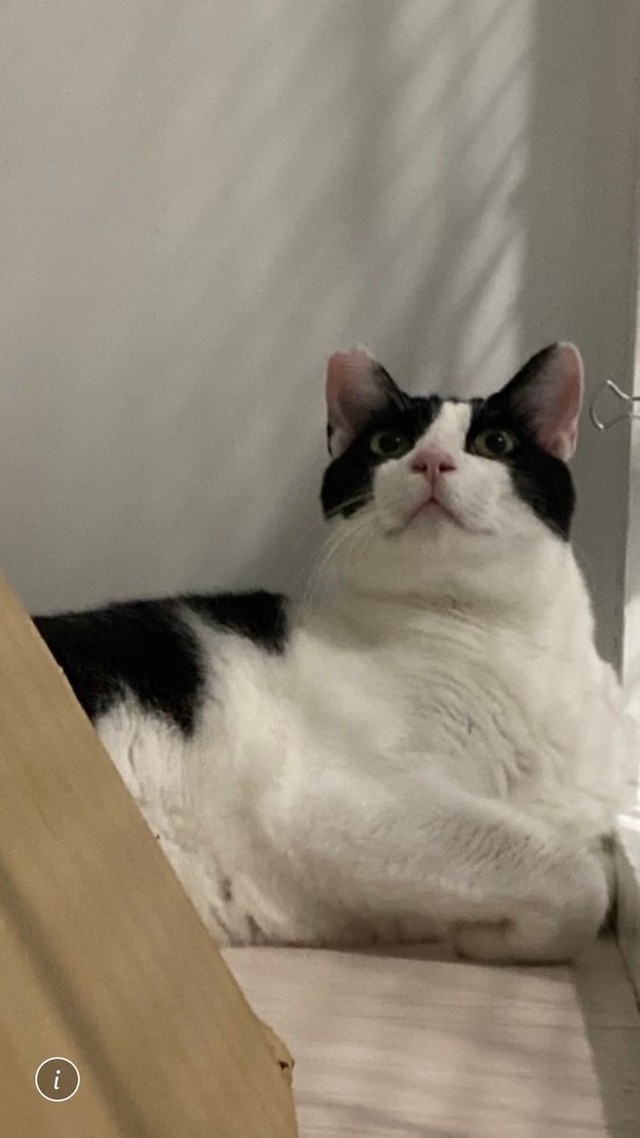 すっかり幸せな家猫になったウーちゃん＝ハニートーストさん（@hanichan_u_m）提供
