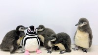 すみだ水族館で生まれた、赤ちゃんペンギンたち　画像提供：すみだ水族館