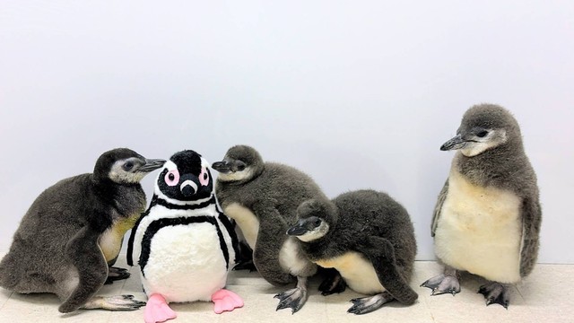 すみだ水族館で生まれた、赤ちゃんペンギンたち　画像提供：すみだ水族館