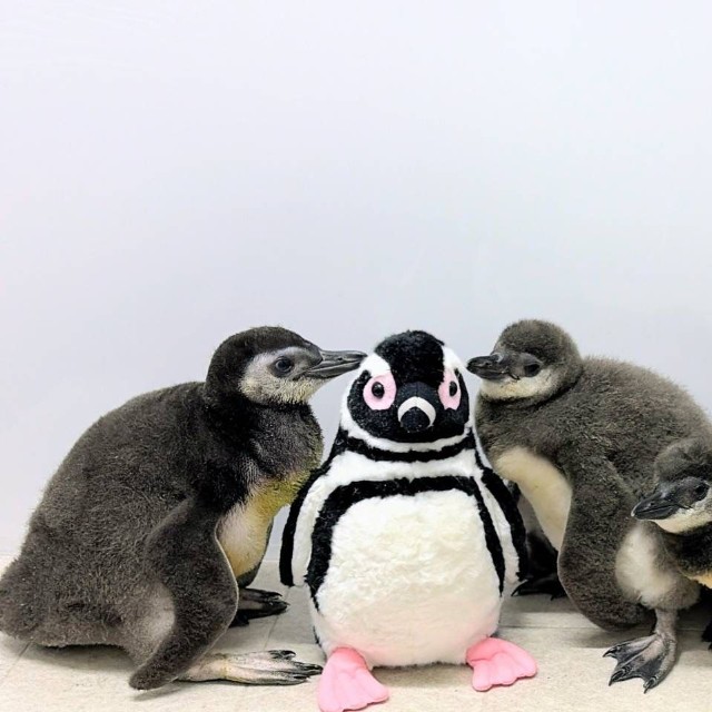 すみだ水族館で生まれた、赤ちゃんペンギンたち　画像提供：すみだ水族館
