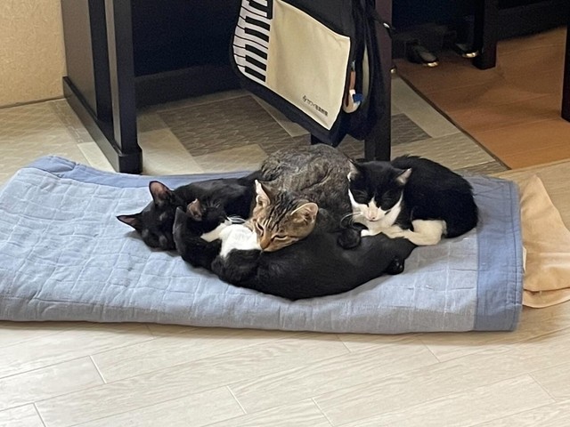 次々やってくる保護猫たちにもやさしい雷蔵くん。みんなに愛されています（画像提供：tetomocomocoさん）