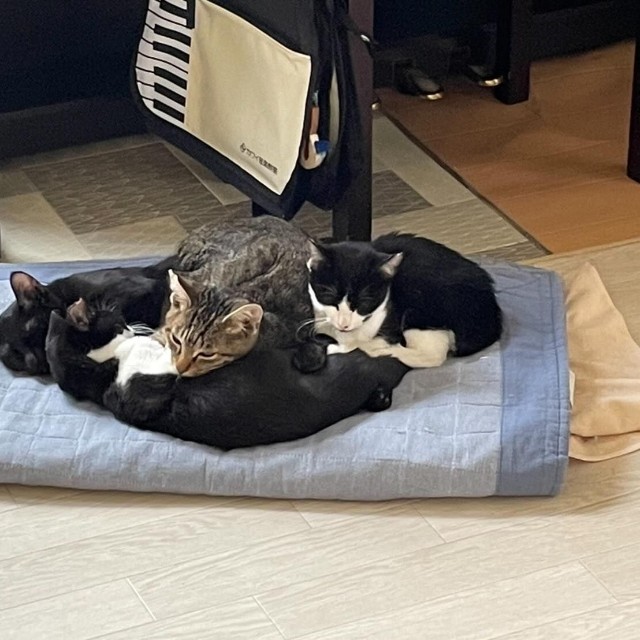 次々やってくる保護猫たちにもやさしい雷蔵くん。みんなに愛されています（画像提供：tetomocomocoさん）