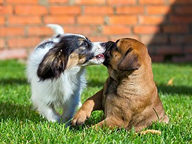 犬なのに犬嫌い!?　ほかのわんちゃんとの付き合い方