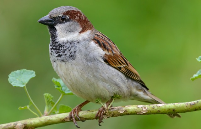 襲撃した犯人はスズメだった？※画像はイメージです（SGR Photography/stock.adobe.com）