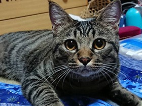いろんなイタズラしちゃうよ　大きな目のミックス猫「琉星」　