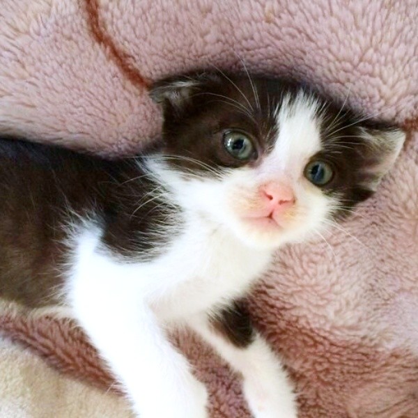 子猫時代、きょとんとした表情が愛らしい初ちゃん（画像提供：はっちゃんムーさん）