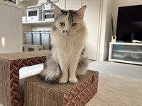 美しい長毛を持つ、姉猫のモモちゃんはメインクーン