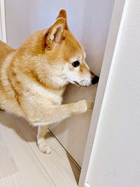 「ドア開けて」 朝、部屋の見回りをするケンタくん（画像提供：ケンタさん）