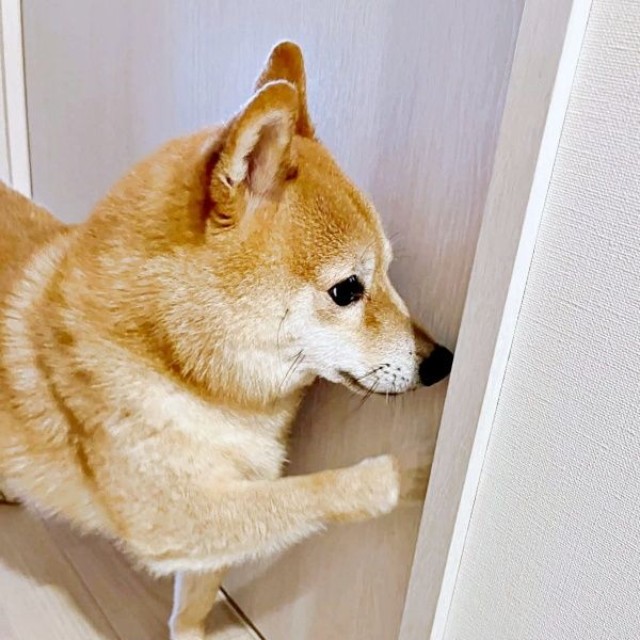 「ドア開けて」 朝、部屋の見回りをするケンタくん（画像提供：ケンタさん）