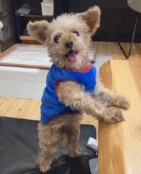 生前のさやかちゃん