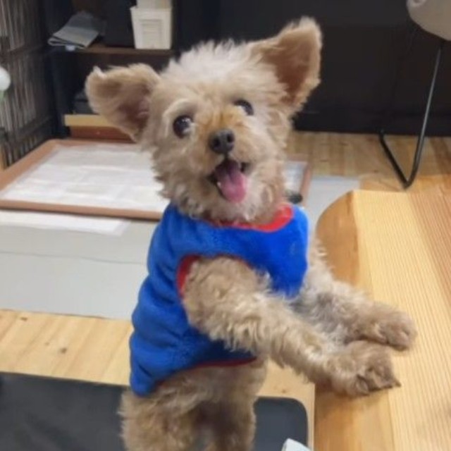 生前のさやかちゃん