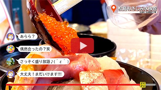 #677松島おさしみ水族館①