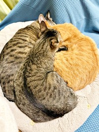 「猫団子」になってすやすやーー（左から）つむぎくん、ふうかちゃん、すずくん（画像提供：すずつむふうさん）