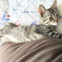 可愛い子猫に家族全員メロメロになった