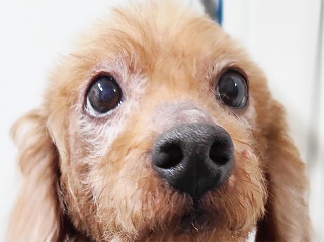 保護時、キラはまっすぐな瞳でスタッフをジッと見つめていました