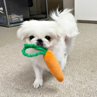 ニンジンをくわえてやって来たなじゅちゃん（画像提供：なじゅさん）