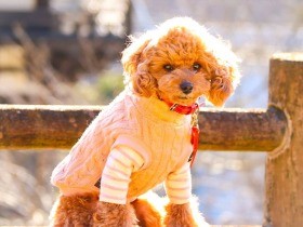 トイプー「もも」のおかげ　趣味が増え、毎日を大切に過ごせるようになった　