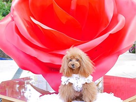 たまにみせる色っぽい視線にドキッ　トイプードル「ショコラ」