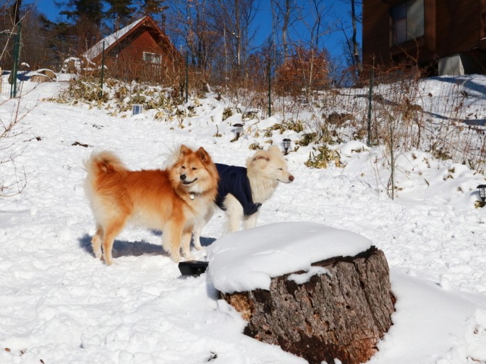 今年初の雪遊び