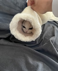 発見時のノーマンくん（提供写真）